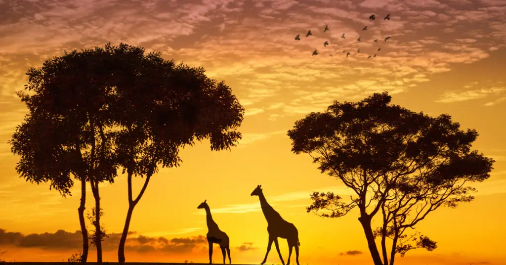 Giraffe habitats