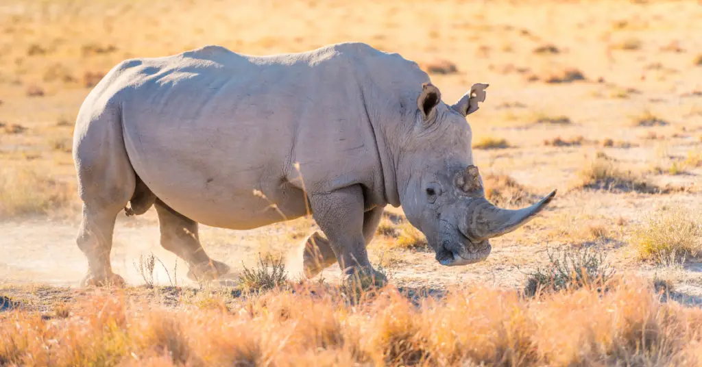 Interesting facts about white rhinoceros