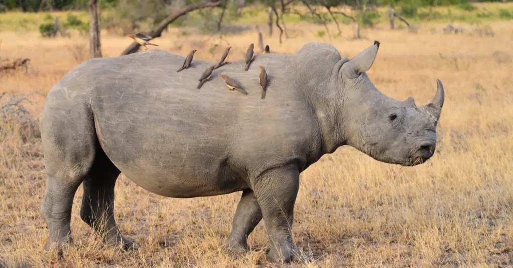 Southern white rhinoceros facts