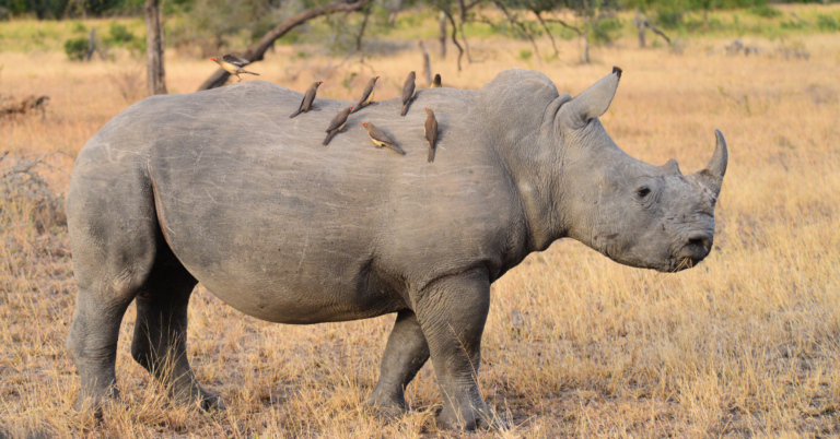 Southern white rhinoceros facts - Simply Ecologist