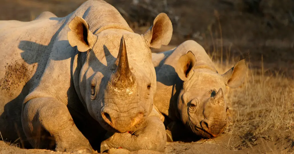 Rhinos that are endangered