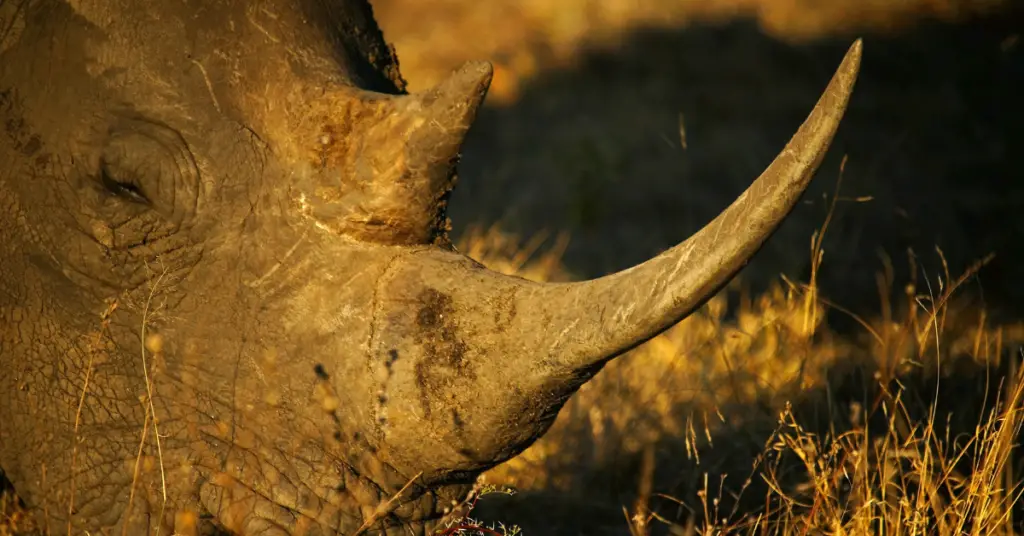 Horns of Rhino