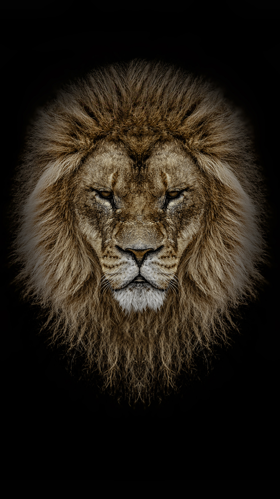 Lion wallpapers for iphone