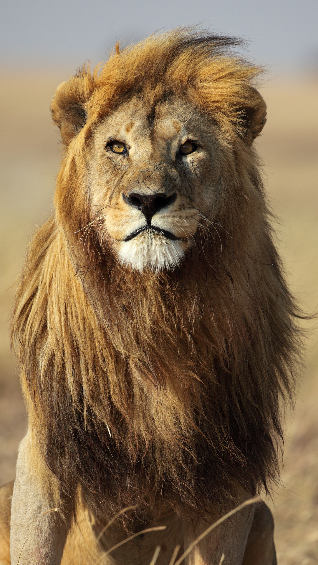 Lion wallpapers for iphone