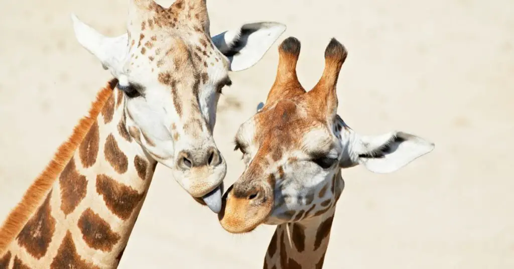 How do giraffes feed their young?