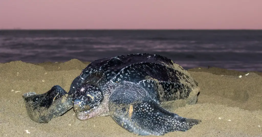 Where does leatherback turtle live