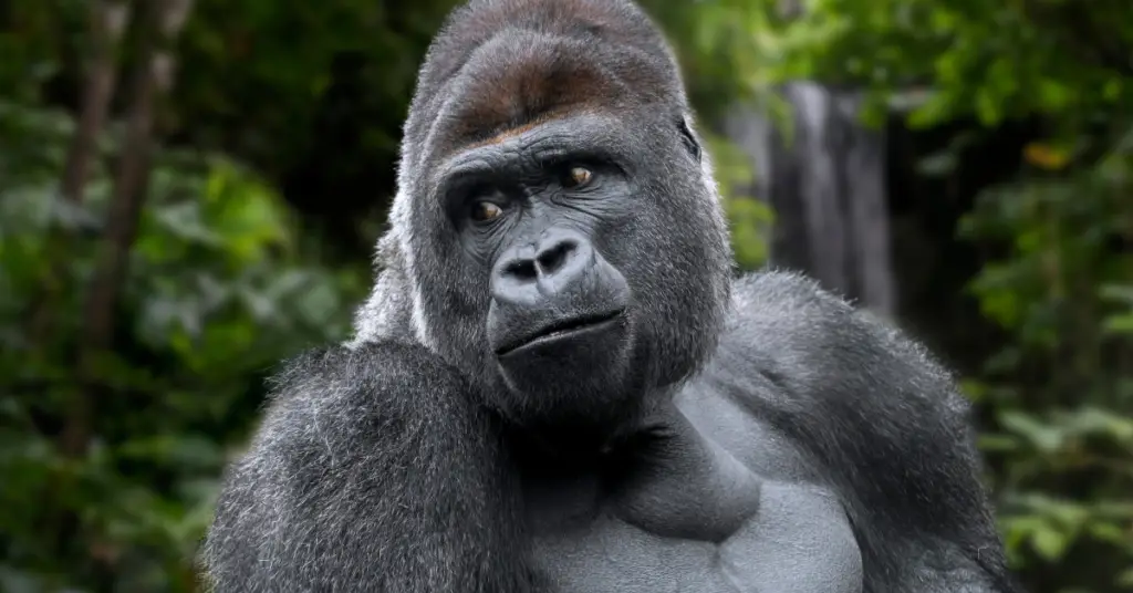How many western lowland gorilla are left?