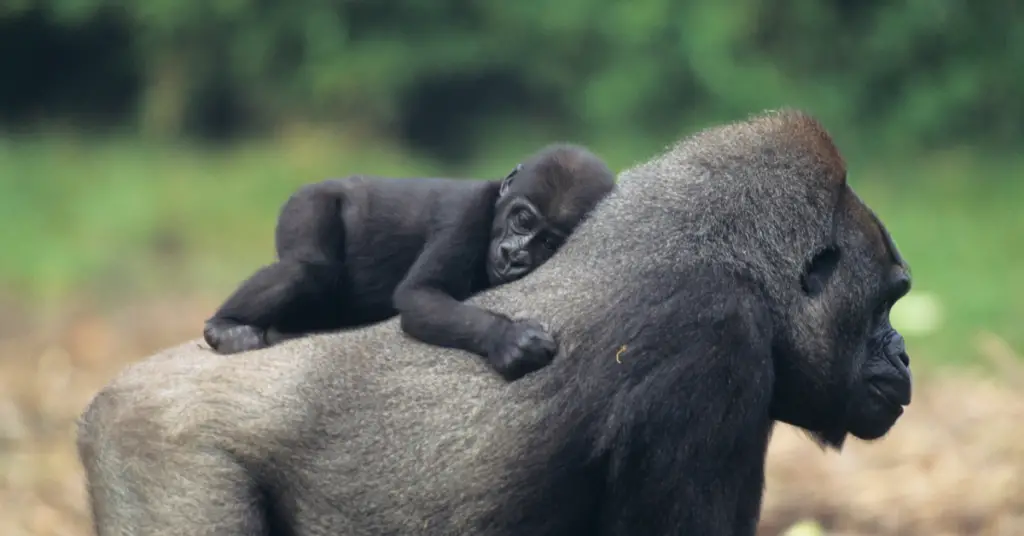 Why is the western gorilla endangered?