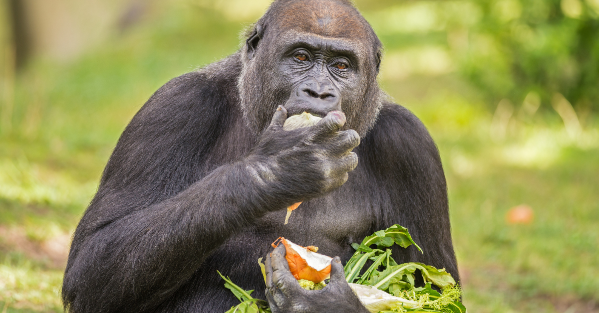 What Does A Western Lowland Gorilla Eat Simply Ecologist