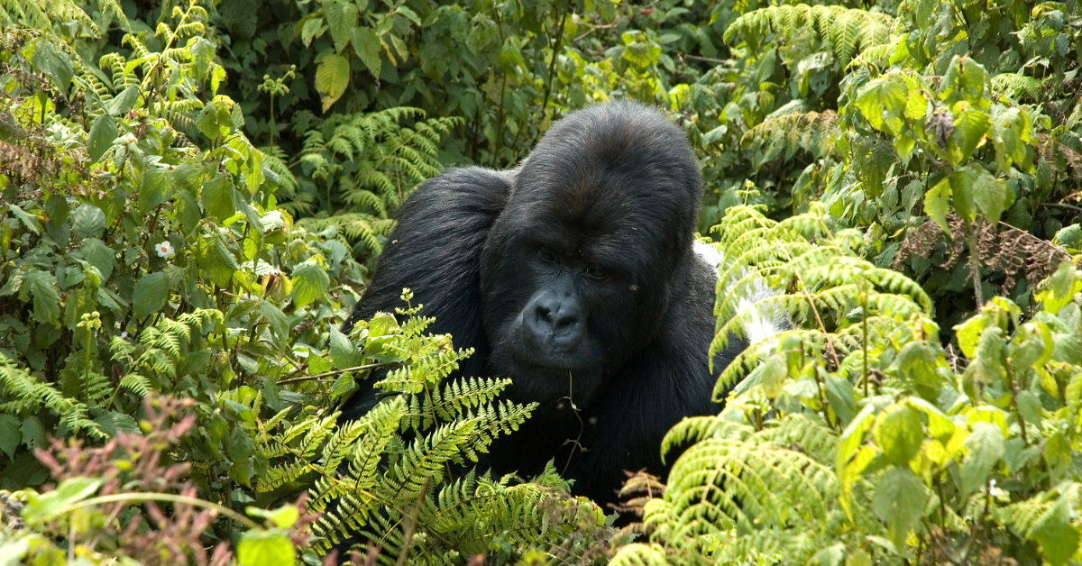 Why is a mountain gorilla endangered? - Simply Ecologist