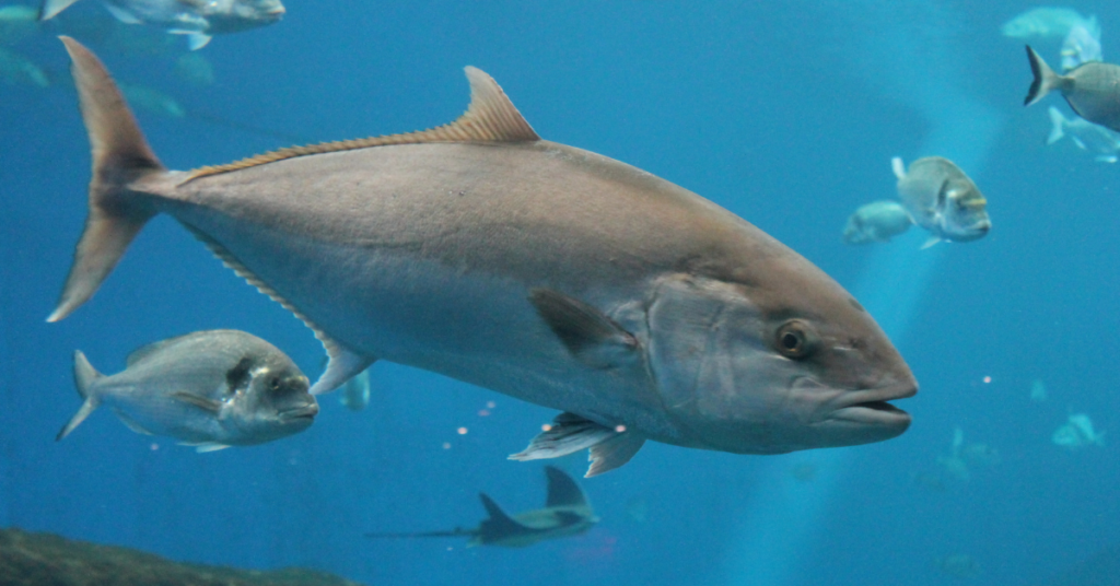Northern Bluefin Tuna Facts