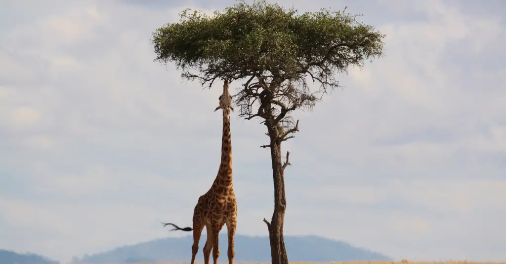 What do the giraffes eat?