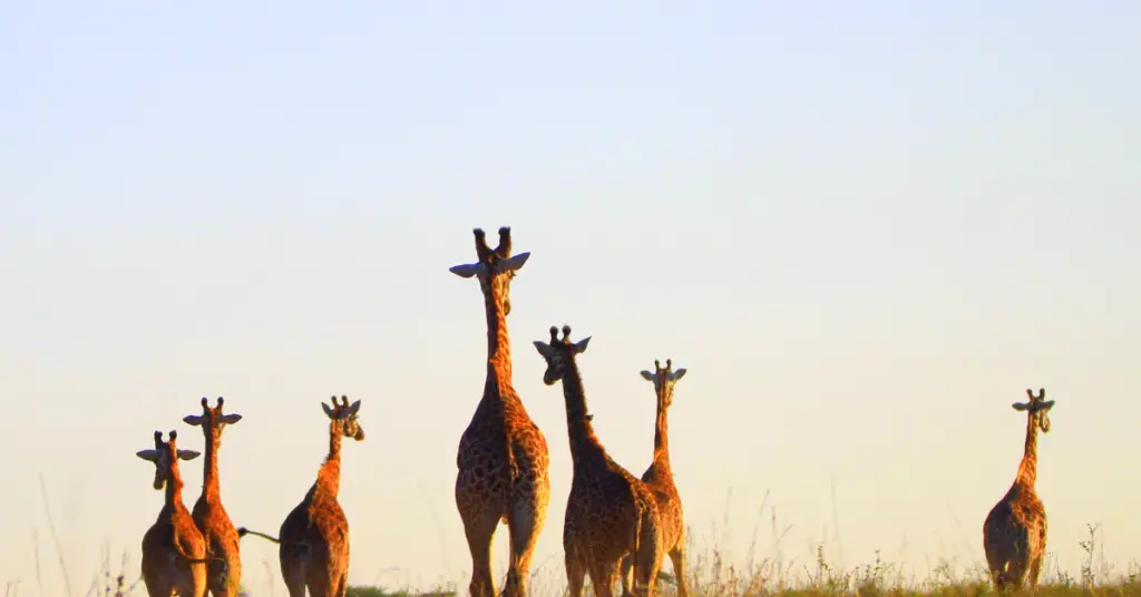 What is a herd of giraffes called?