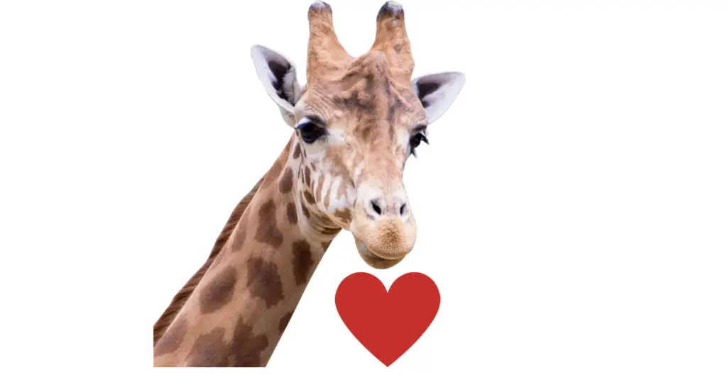 How big is a giraffes heart