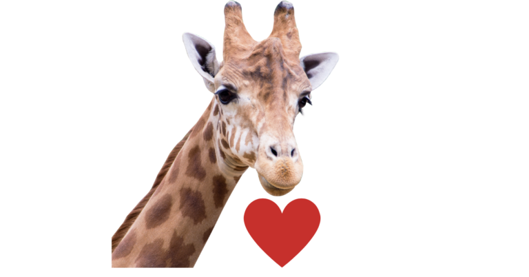 How Big Is A Giraffes Heart? - Simply Ecologist