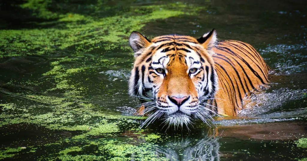 How many tiger species are left in the world?