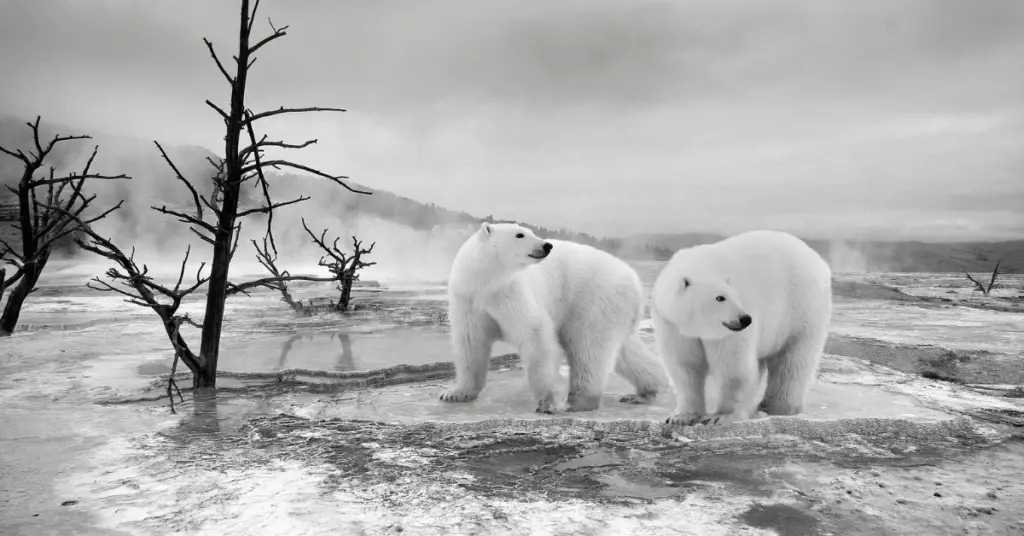 Why polar bears need ice?