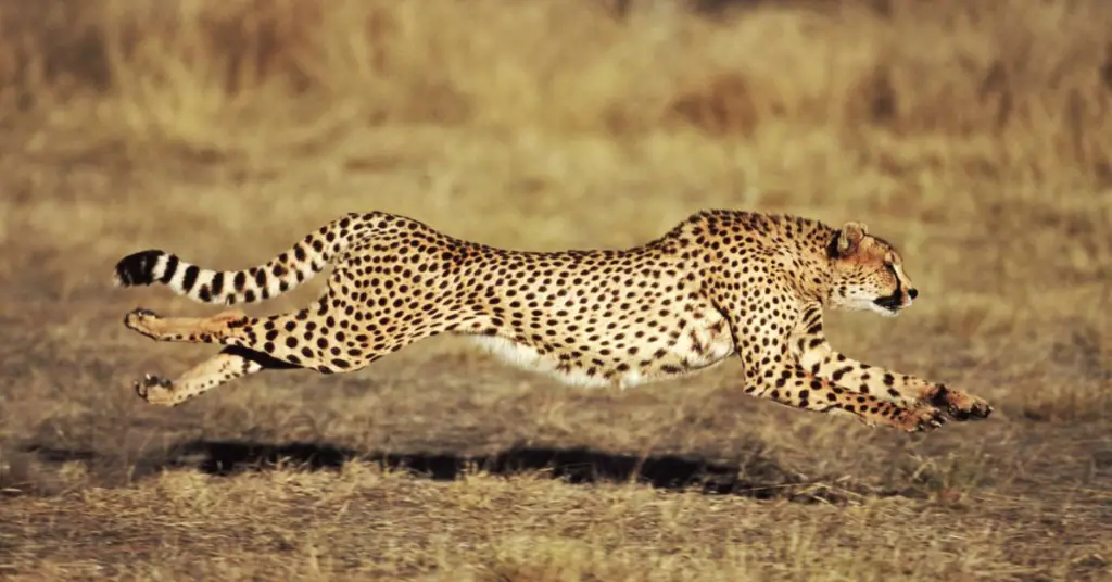 How long can cheetah run?