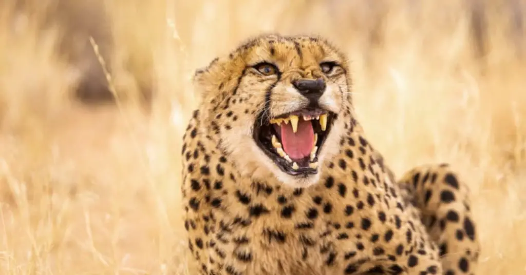 Why can’t cheetahs roar?