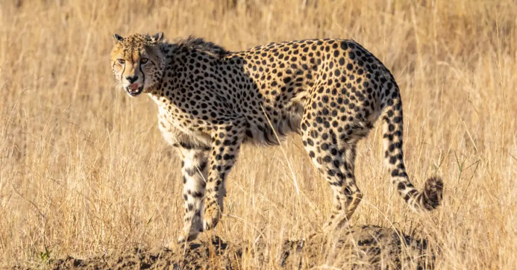 What are the most interesting facts about cheetahs?
