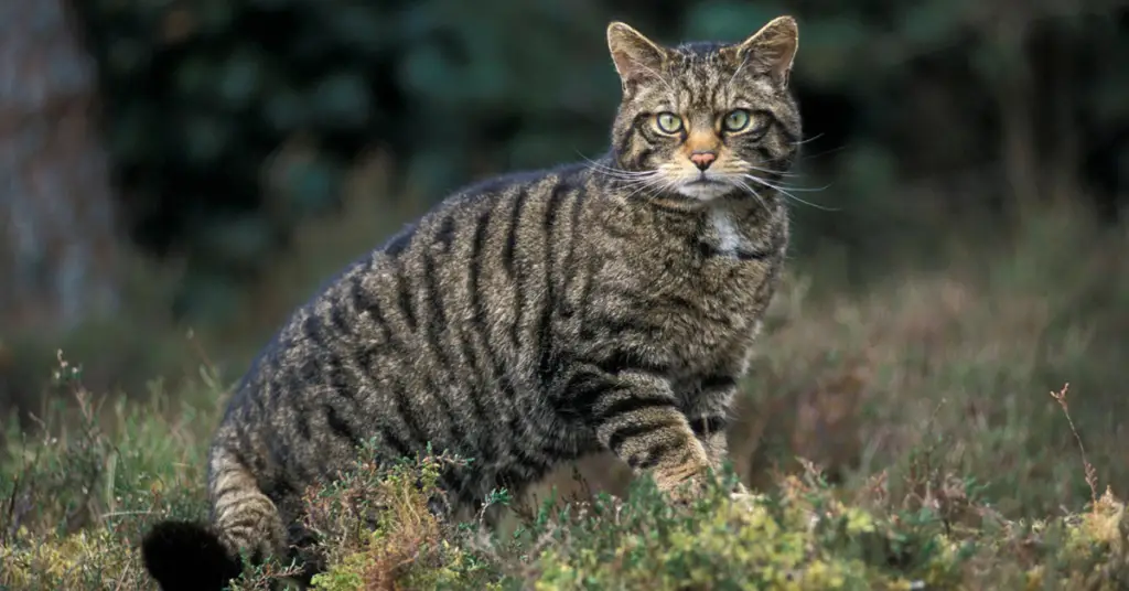 What is the conservation status of the European wildcat?