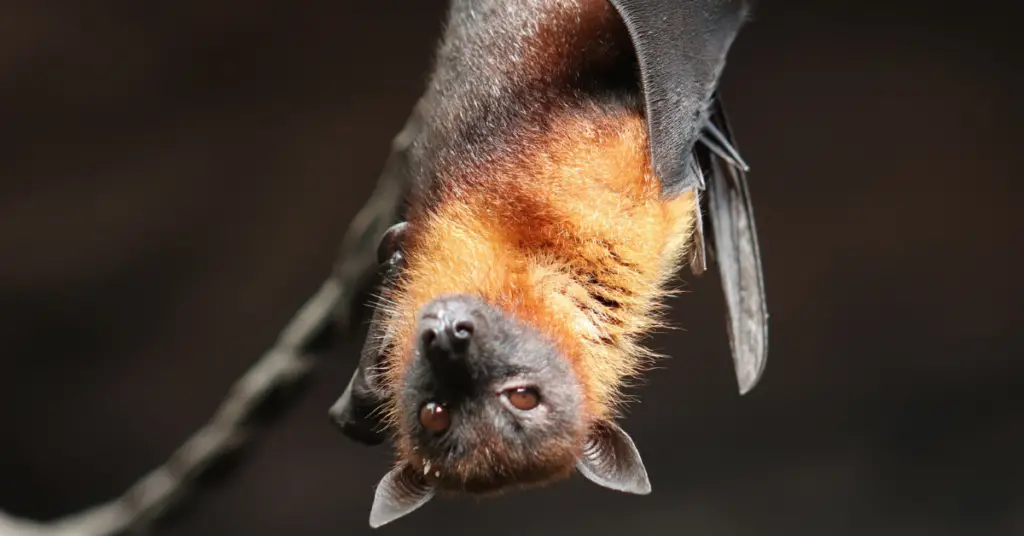 How long bats live?
