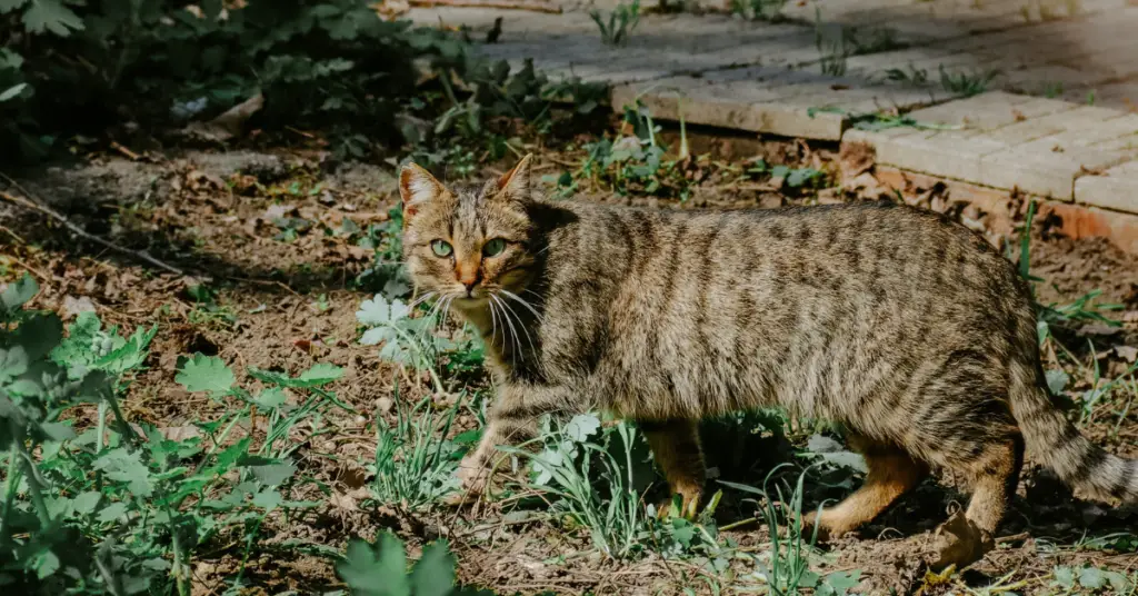 What is the habitat of the European wildcat?