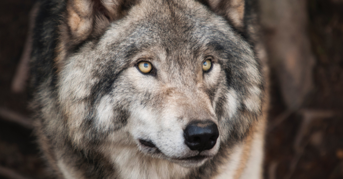 The wolves in Yellowstone: A Story of Ecological Restoration