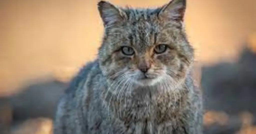 Are European Wildcats endangered?