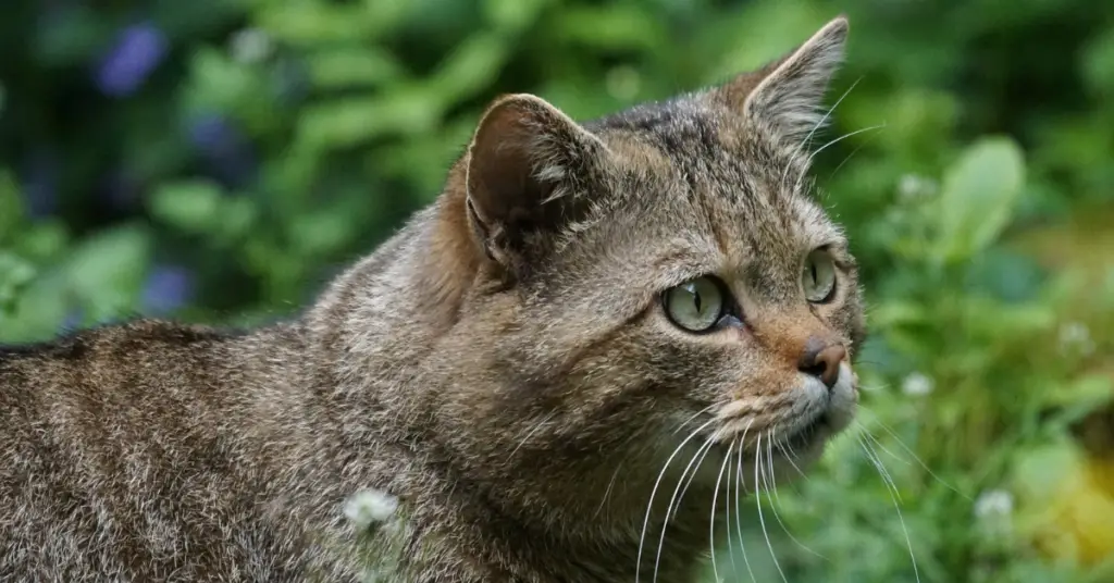 What is the behavior and social structure of the European wildcat?