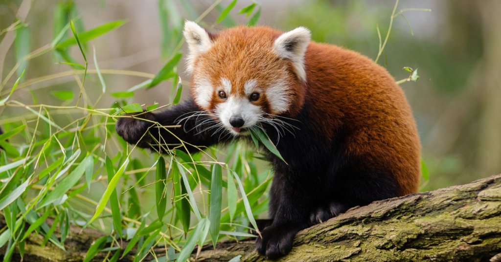 What food do red pandas eat?