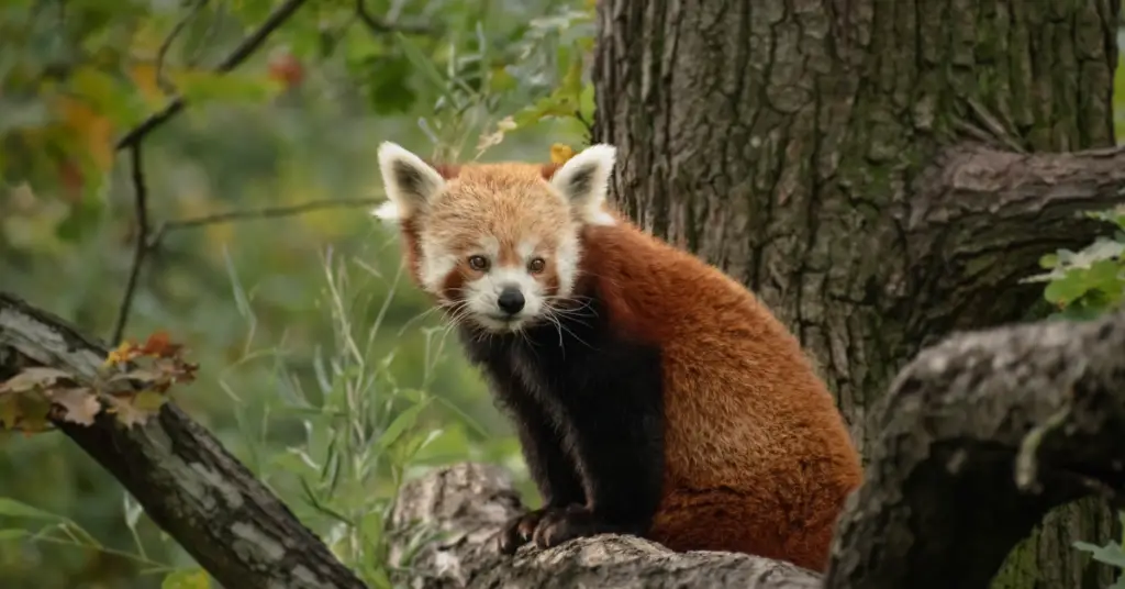 What is the behavior of red pandas in the wild?