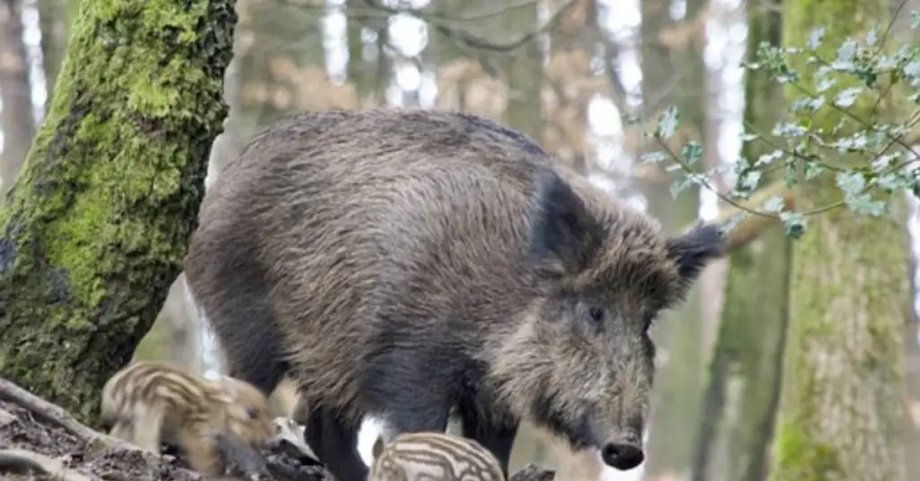 Facts about a wild boar