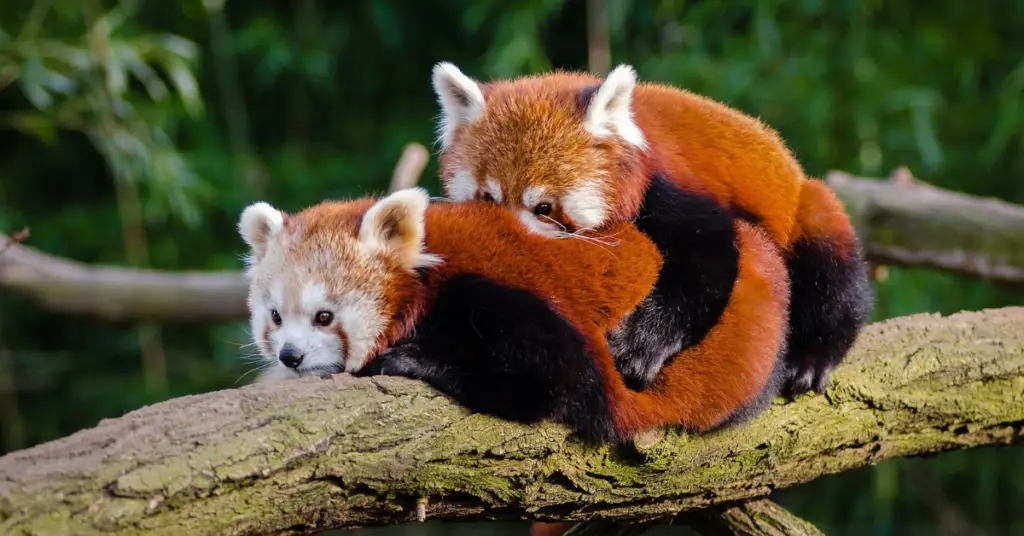 What is the breeding behavior of red pandas?