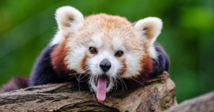 What Is The Behavior Of Red Pandas In The Wild What Is The Behavior Of Red Pandas In The Wild