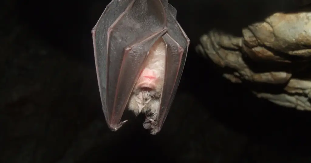 What is the structure of a bat?
