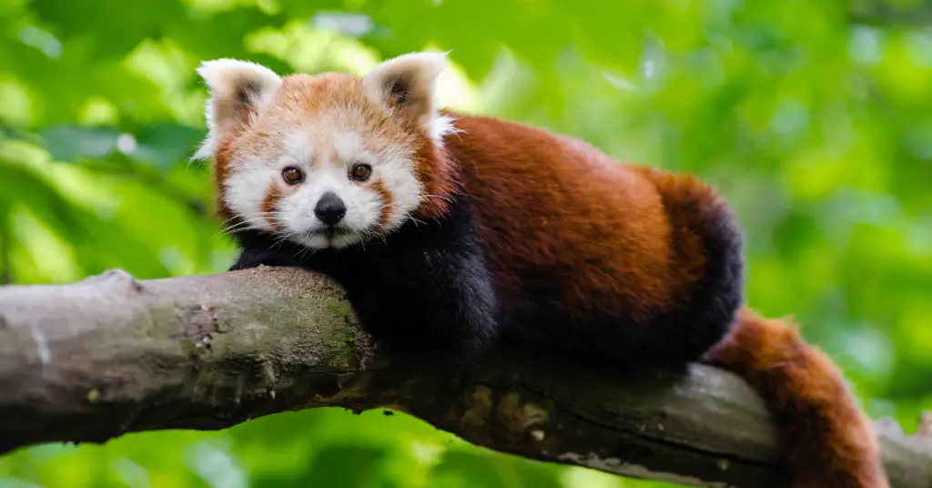 Do red pandas have any predators