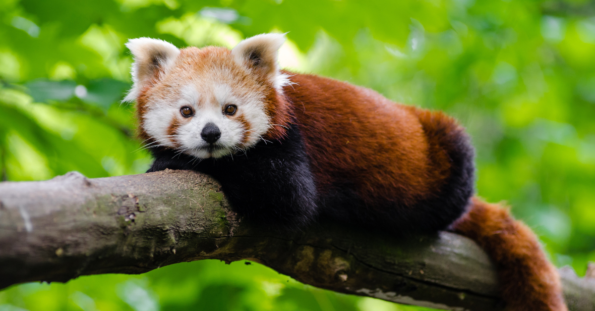 Do red pandas have any predators?