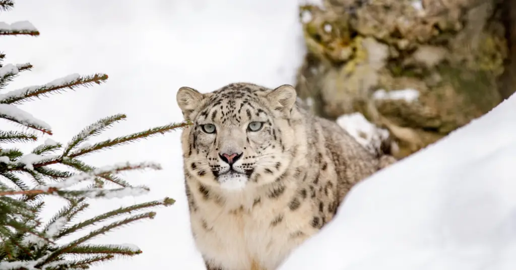 Where do snow leopards live in the wild?