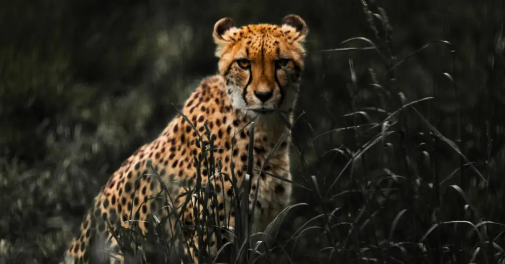 cheetah fastest killer