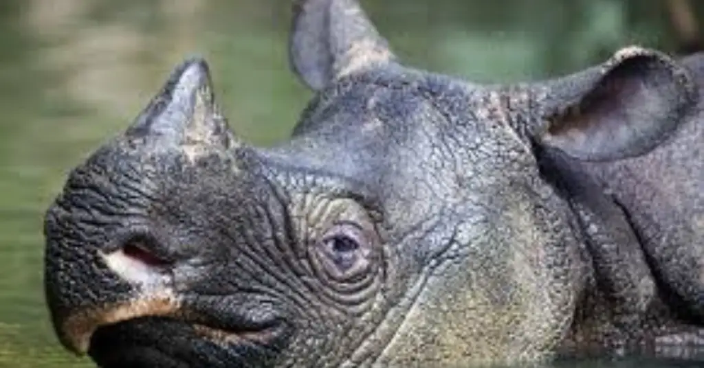Can the Javan rhino be saved?