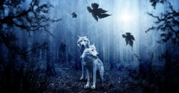 Species of wolves list - Simply Ecologist