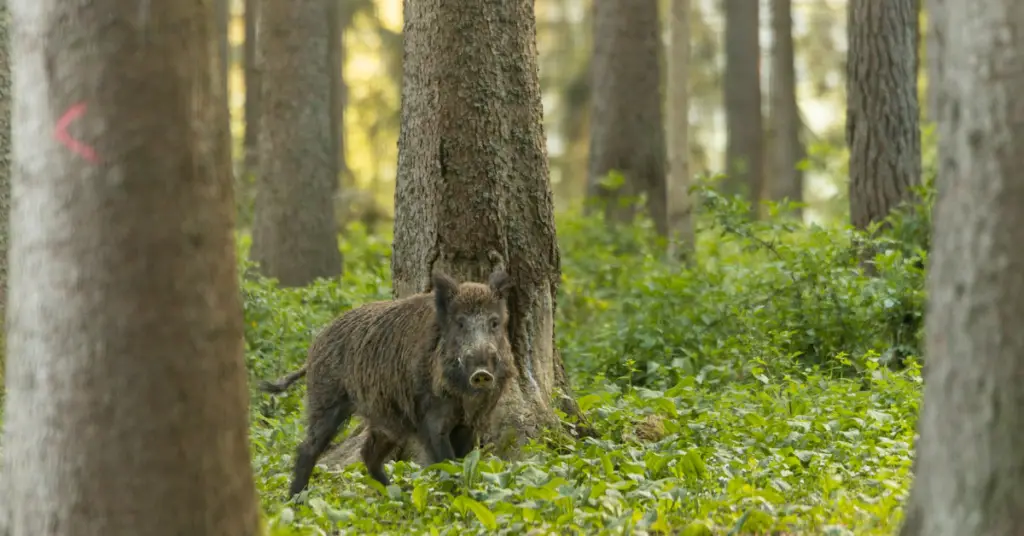 Is wild boar aggressive
