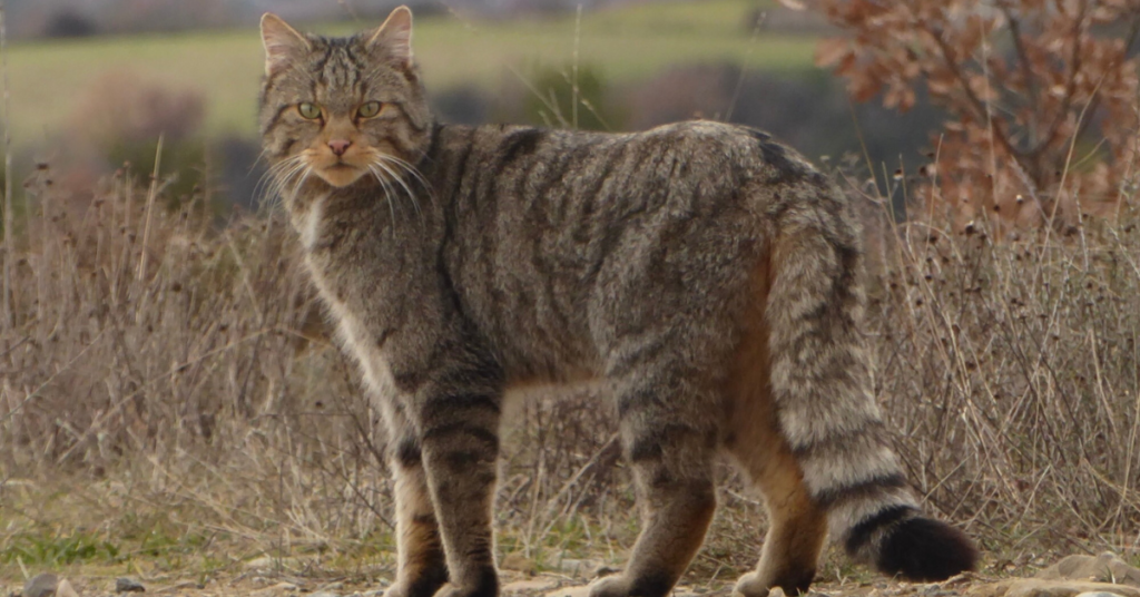 Where do European wildcats live
