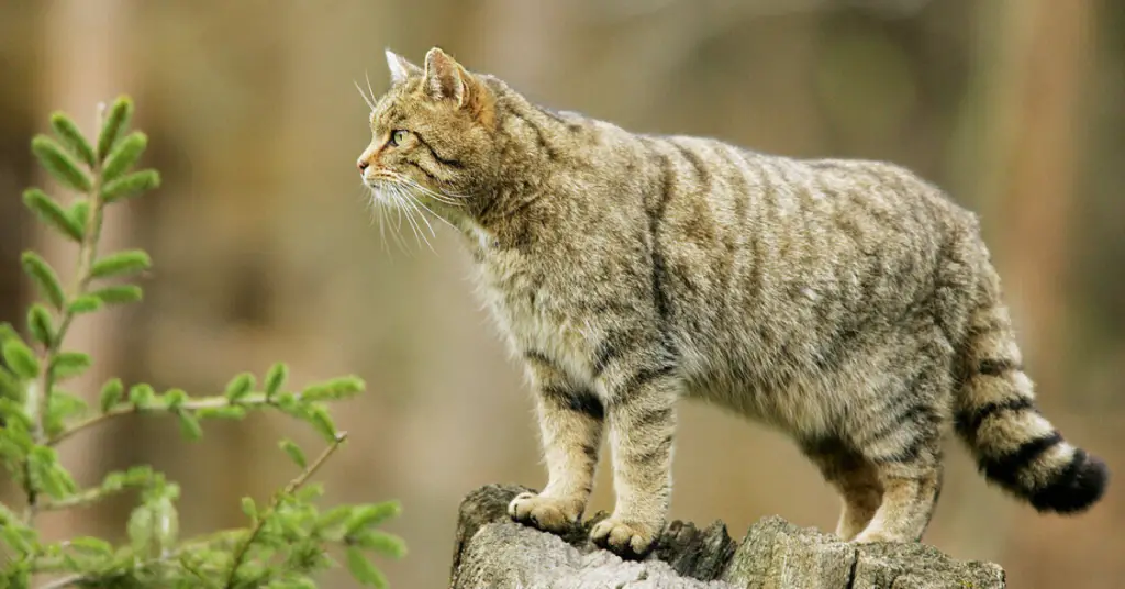 What do European wildcats eat?