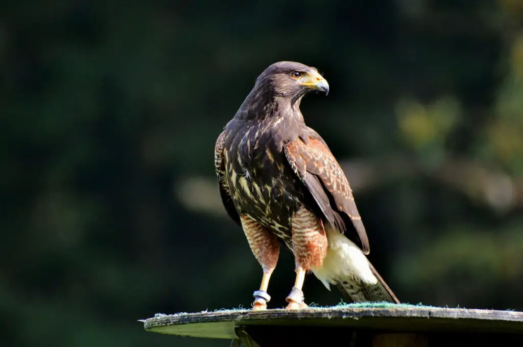 How rare is a peregrine falcon?