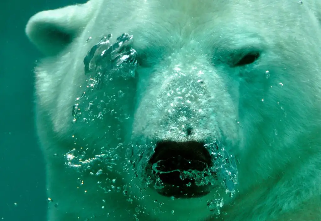 How long polar bears can stay underwater?