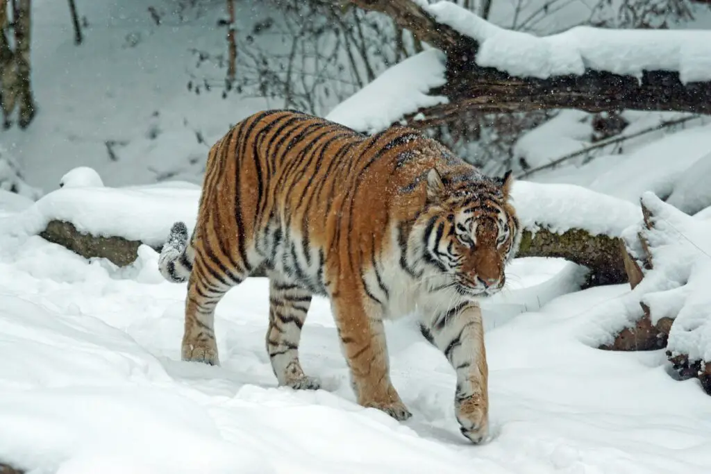 Why is Siberian tiger endangered?