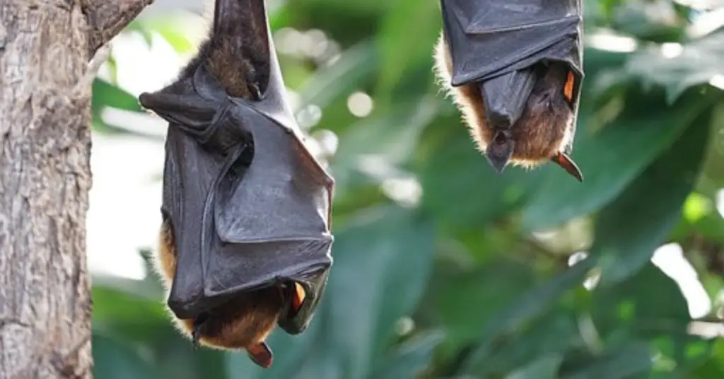 What is the social behavior of bats?