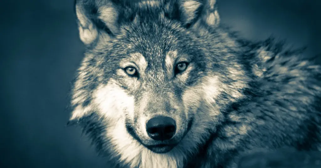 How long wolves live?